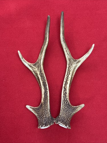 Pair sika deer - pair,