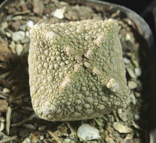 4cm rarelive house plant - rarelive,