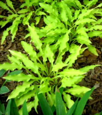 Hosta Dragons Tails Hardy