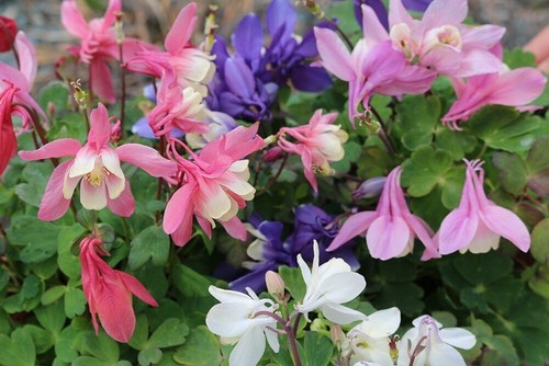 Plugs not mini aquilegia - 6,