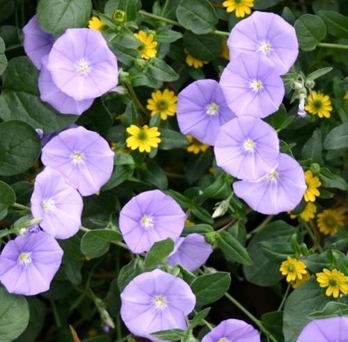 Convolvulus plug plants garden