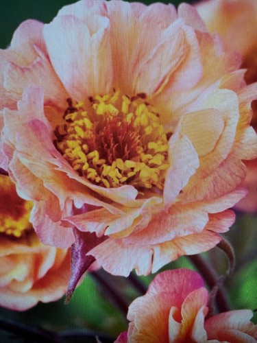 Fresh seeds geum mai - ,