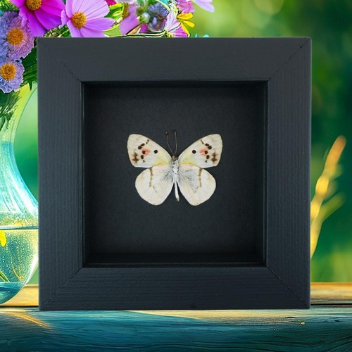 Real framed cat - cat, butterfly