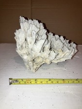 RB13 Dead Coral Reef Bone