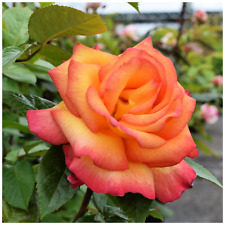 'Sheila's Perfume' Fragrant Rose Bush Striking Bloom Yellow Edged With Red
