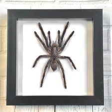 Java Earth Tiger Tarantula