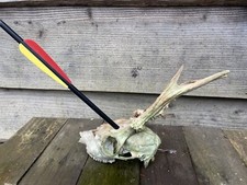 Deer Skull Art Craft Roe