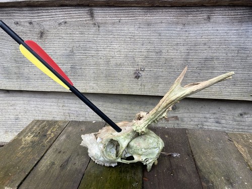 Deer skull art craft - art, roe