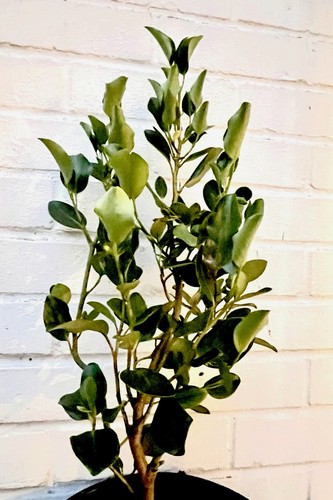 Griselinia littoralis green - griselinia,