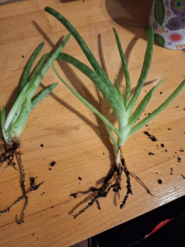 Aloe vera houseplant - vera, young