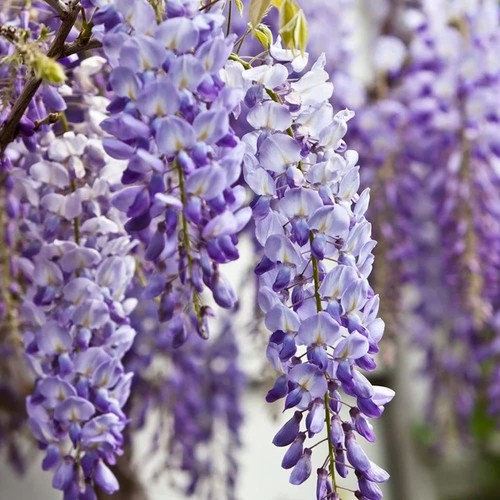 Wisteria sinensis chinese - wisteria,