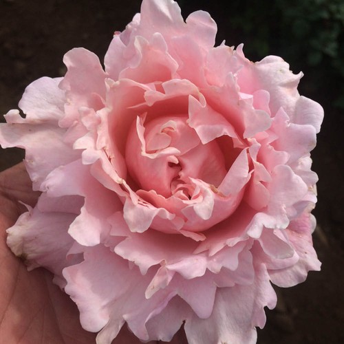 Rose king charles coronation - rose, 'king