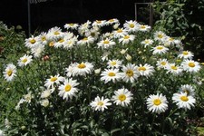CHRYSANTHEMUM MAXIMUM SHASTA DAISY 750 FINEST SEEDS PERENNIAL FLOWER