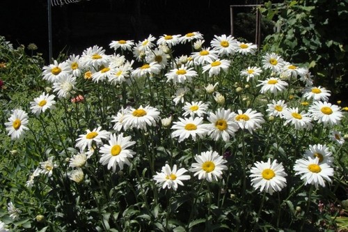Chrysanthemum maximum shasta - chrysanthemum,