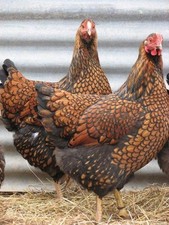 8 + 2 FREE PUREBRED Gold &