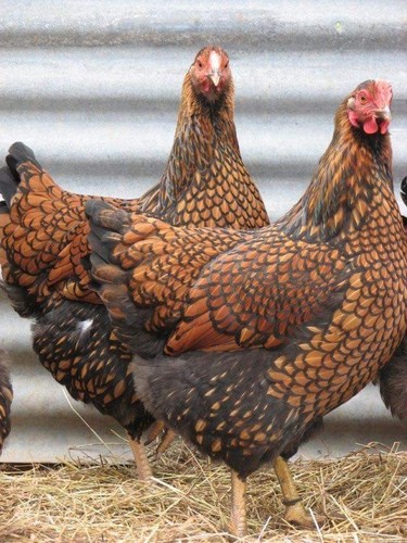 Purebred gold laced - gold,