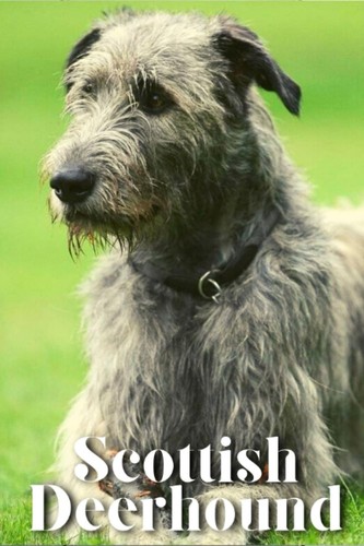 Scottish deerhound dog breed - scottish,