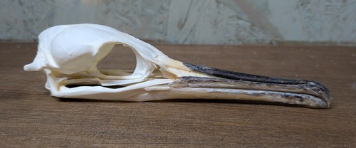 Shag skull taxidermy natural - skull,,