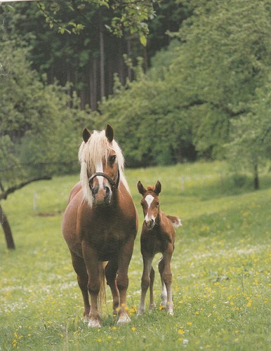 Vintage haflinger horse foal - vintage, &
