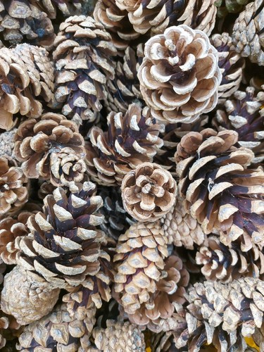 Pine fir cones pinecone - 25,