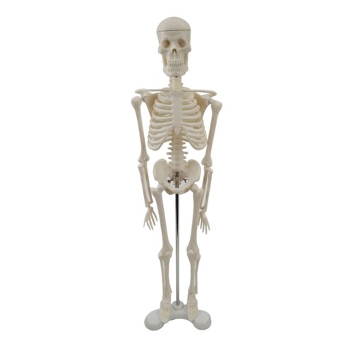 Skeleton model with - skeleton, rack