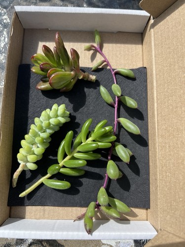 Succulents varieties pls - varieties, (
