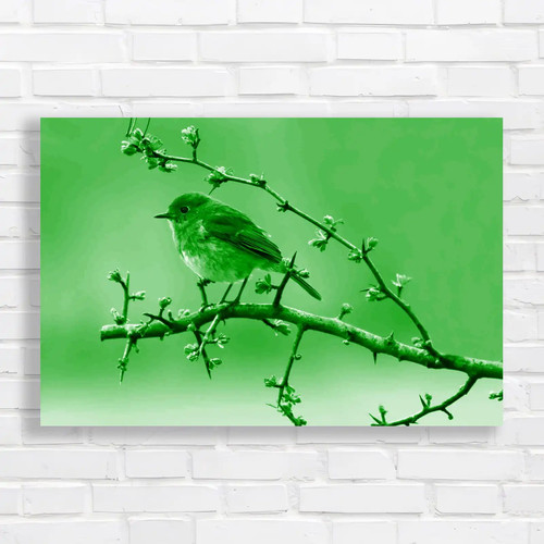 Robins spring hawthorn tree - hawthorn,
