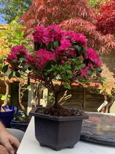 Flowering Japanese Azalea pre