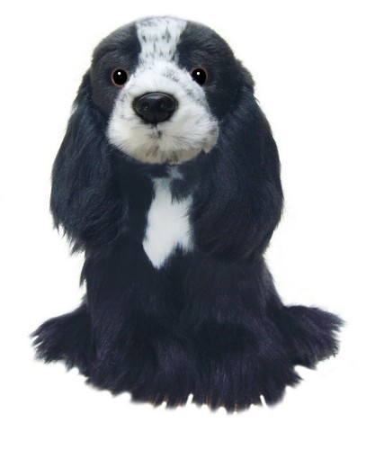 Blue roan english cocker - english,