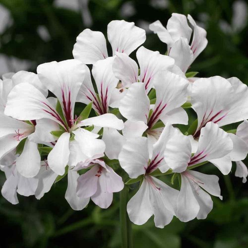 Ivy leaf geranium white - ivy,