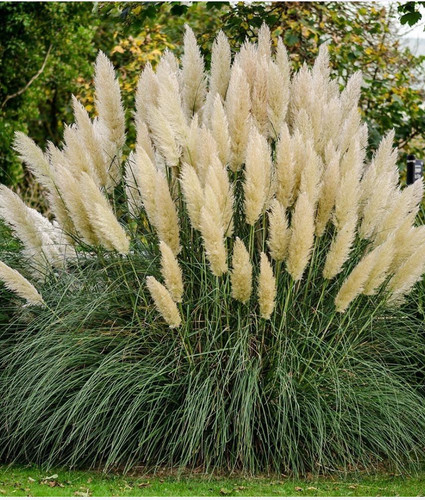 Pampas grass plant in 1 - pampas,