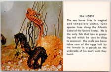 Sea Horses Tropical Marine Life Animal Long Snout Tail Cute USA Vintage Postcard