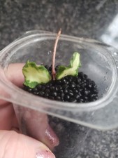 Hoya Kanyakumariana variegated