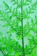 Dryopteris dilatata 'Lepidota Cristata' AGM