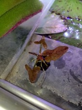 Small Red Tiger Lotus Bulb