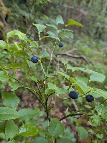 Wild blueberry vaccinium - 3x,