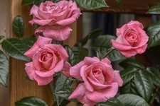 Garden roses plants (bare root