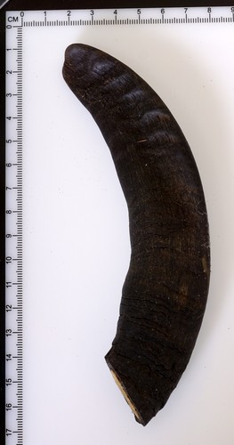 Beautiful goat horn - beautiful,