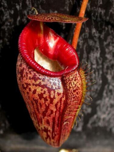 Nepenthes talangensis - nepenthes,