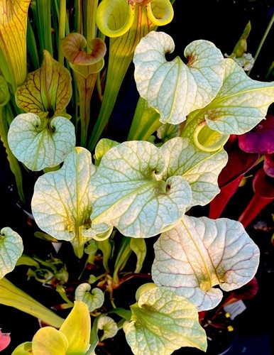 Sarracenia moorei g10 - x,