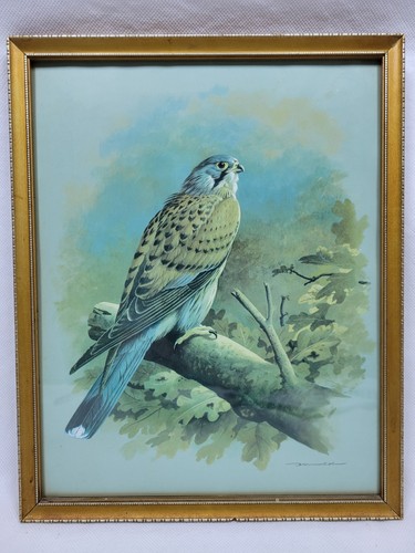 Kestrel print framed - kestrel,