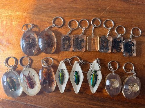 Preserved bugs resin - 16, in