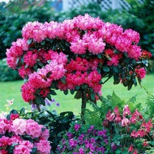 Rhododendron Standart Tree Form In 19 Cm Pot