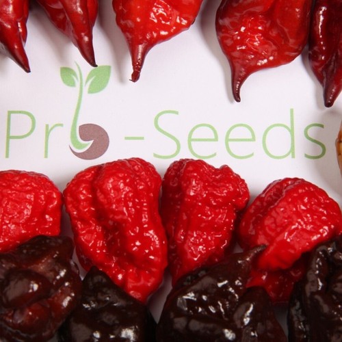 Super hot chilli seed mix - hot,