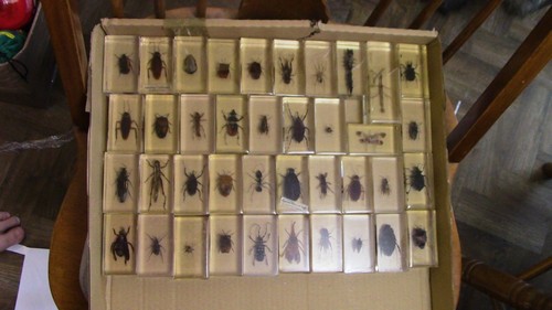 National geographic insect - national,