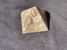 Polished fossil coral - fossil,