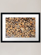 Sawn tree trunks of different