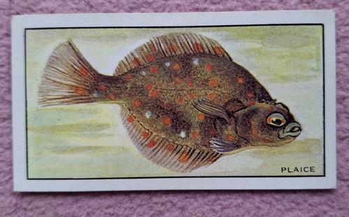 Quorn fish game - &, series