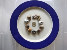Small natural hag stones - small,
