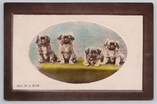 c1909 Pekingese Puppies Dog